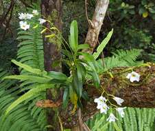 Image de Beclardia macrostachya (Thouars) A. Rich.