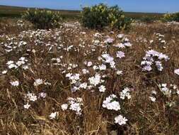 Image of largeflower linanthus