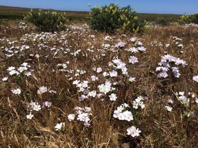 Image of largeflower linanthus