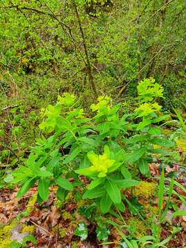 Euphorbia hyberna L. resmi