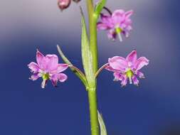 Image of Arthropodium minus R. Br.