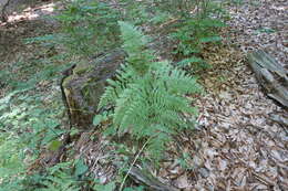 Image of Pteridium aquilinum subsp. aquilinum