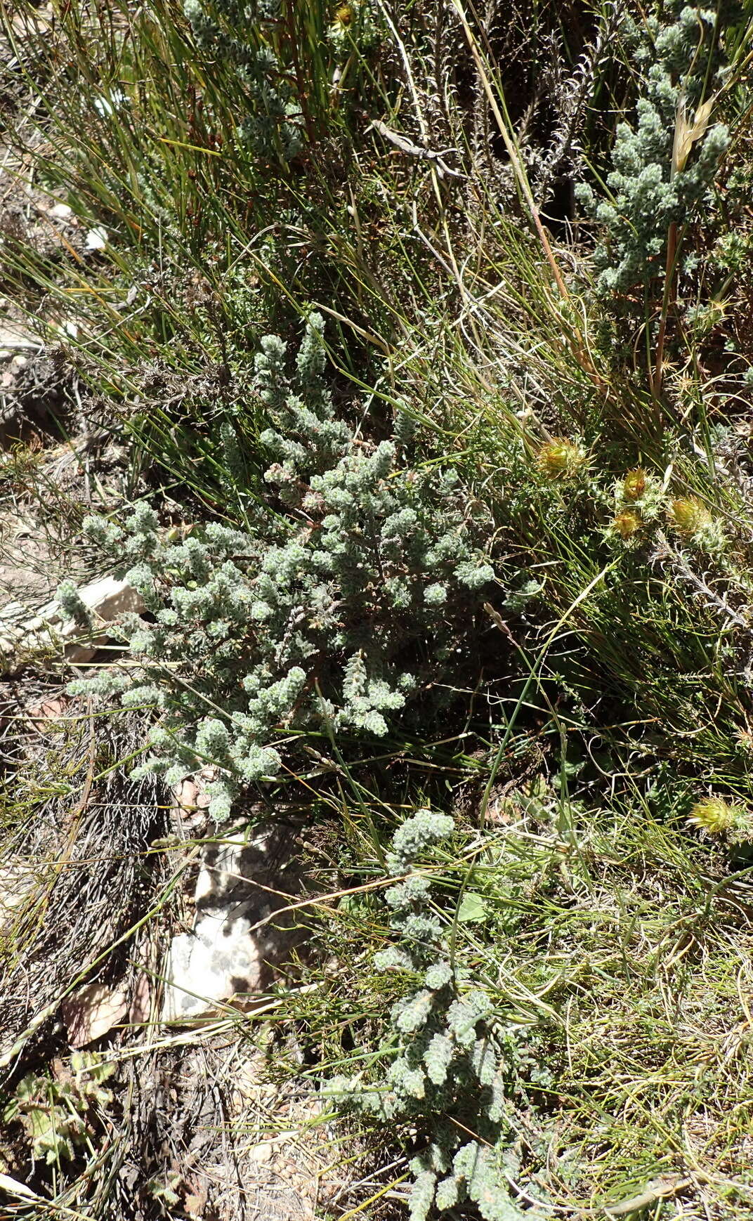 Image of Cliffortia eriocephalina Cham.