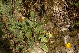 Image of Hairy Cat's-Ear