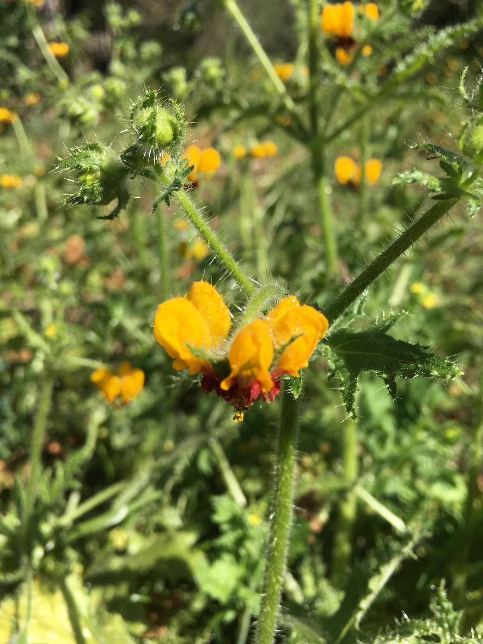 Image of Loasa tricolor Weinm.