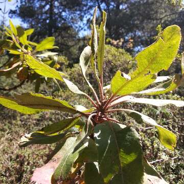 Image of Arbutus bicolor S. González, M. González & P. D. Sørensen