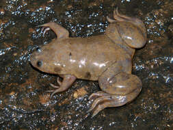 Xenopus poweri Hewitt 1927 resmi