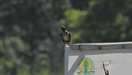 Image of Sunda Cuckoo