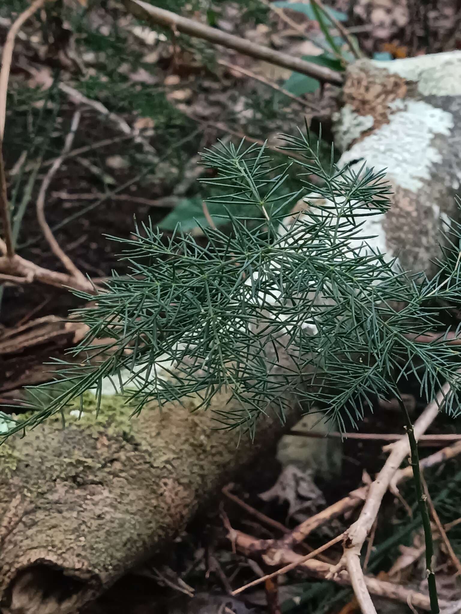 Слика од Asparagus fallax Svent.