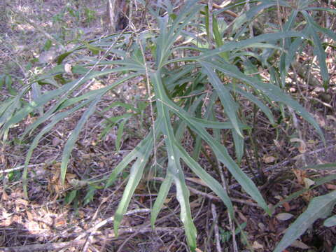 Image of Anthurium podophyllum (Cham. & Schltdl.) Kunth