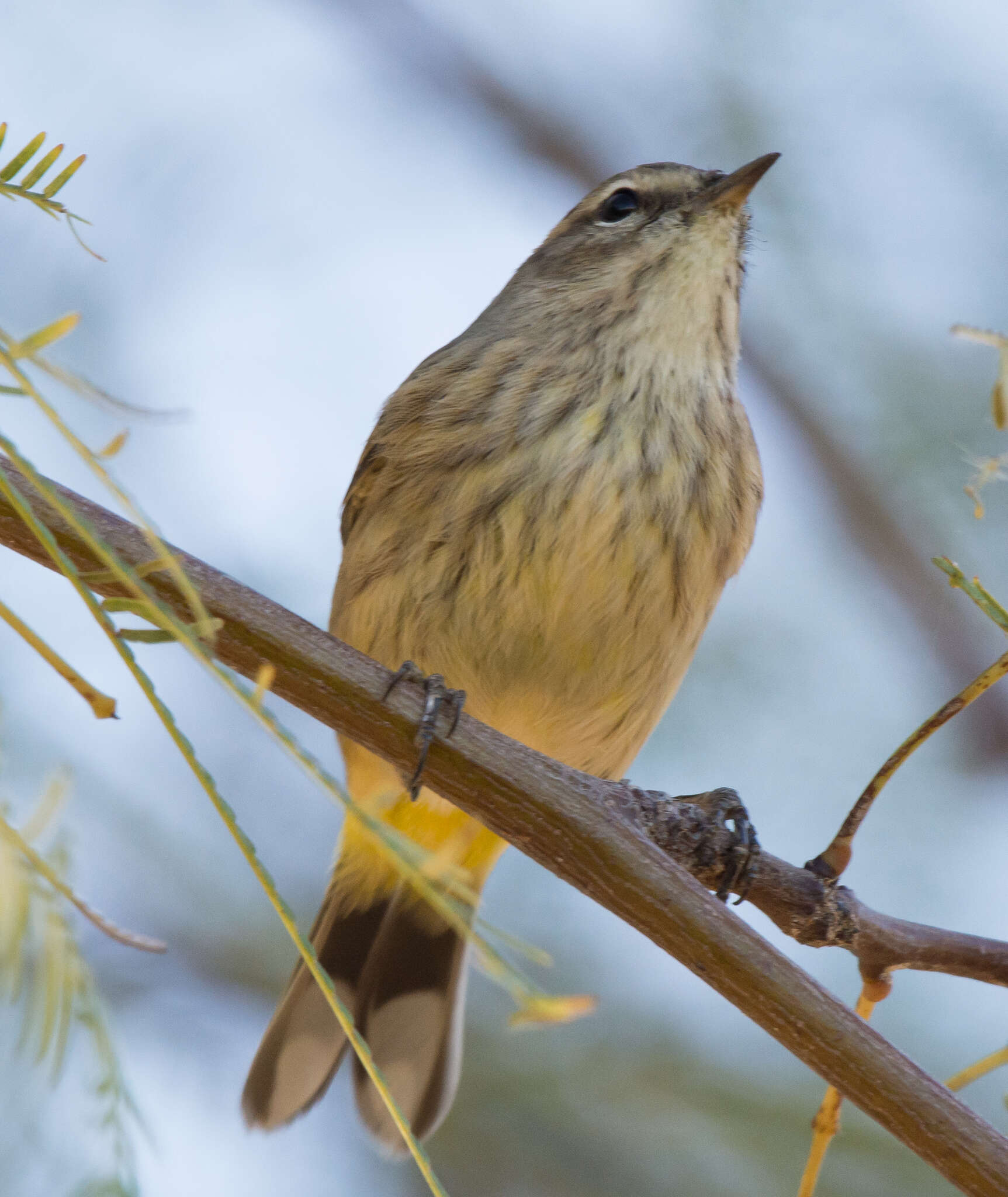 Image of Setophaga palmarum palmarum (Gmelin & JF 1789)