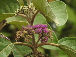 Image of Callicarpa tomentosa (L.) L.