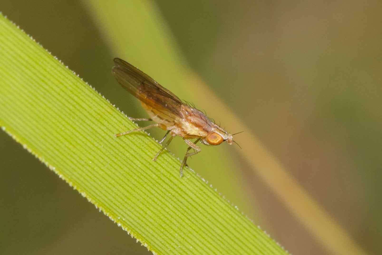 Image of Trigonometopsis binotata (Thomson 1869)