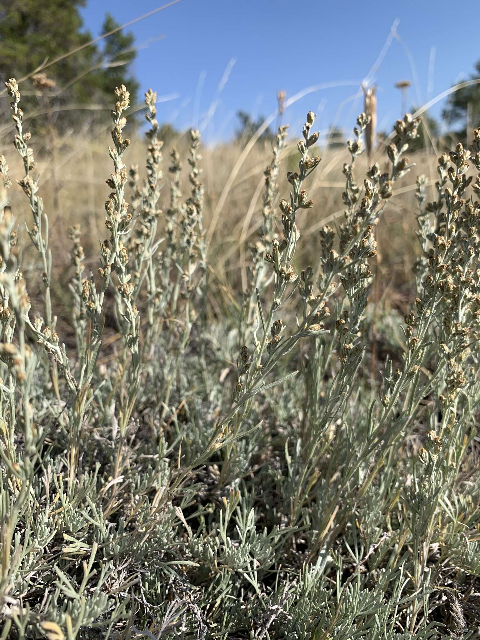 Image of Wyoming threetip sagebrush