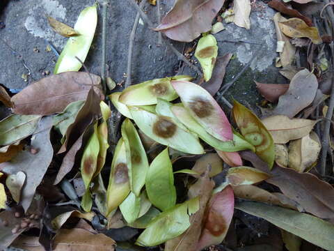 Image of Caesalpinia cucullata Roxb.