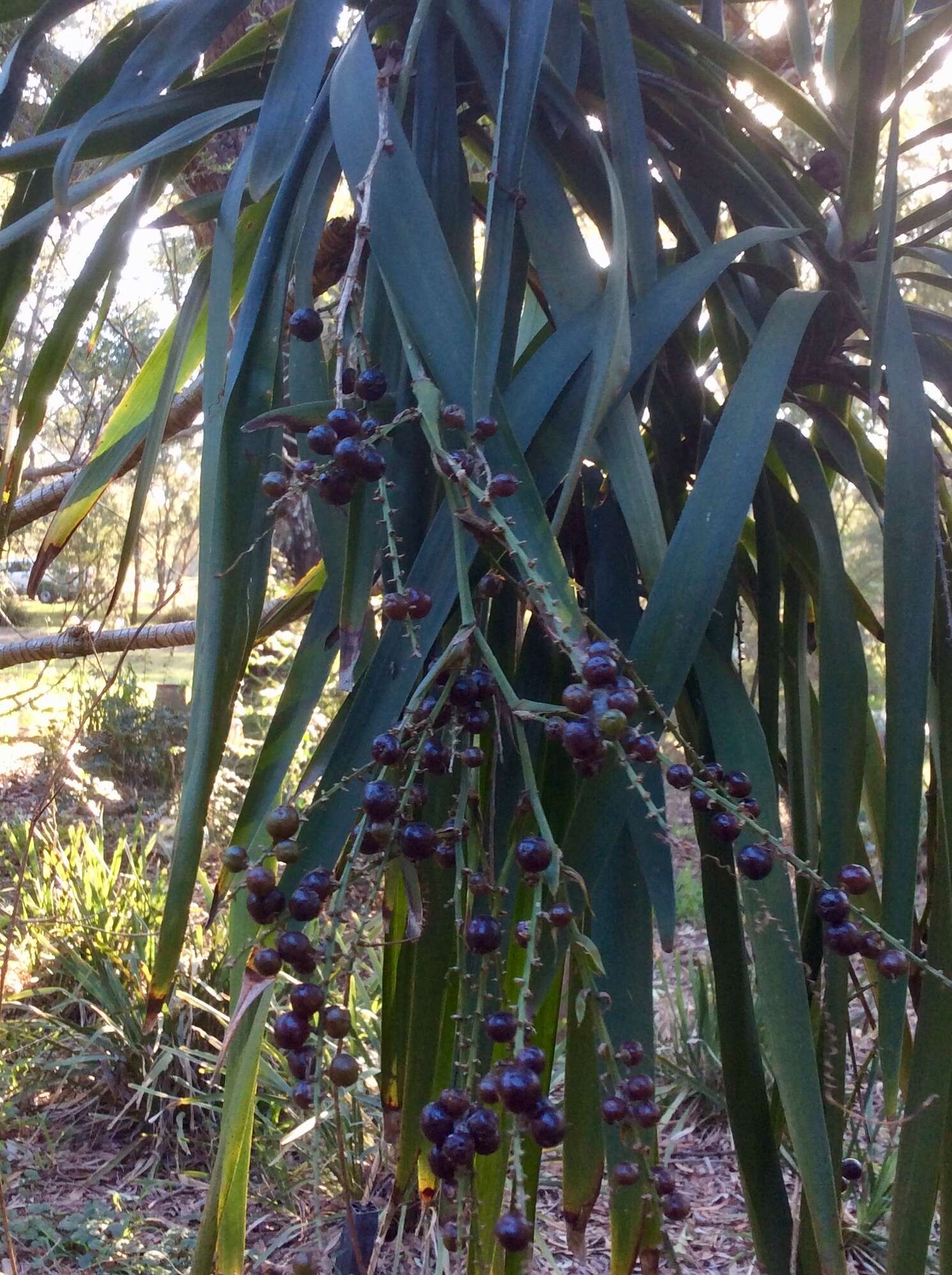 Imagem de Cordyline stricta (Sims) Endl.