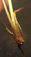 Image of Gopher-Tail Love Grass