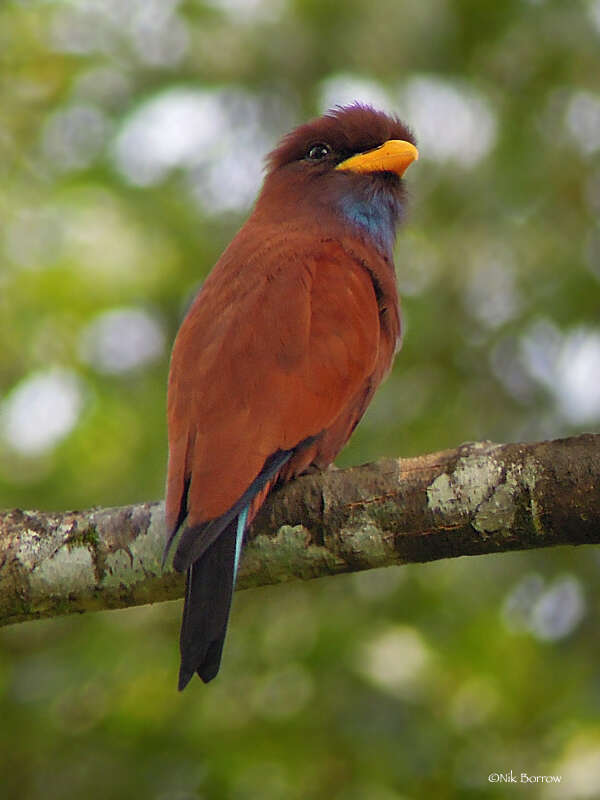 Image of Blue-throated Roller