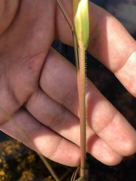 Image of fall panicgrass