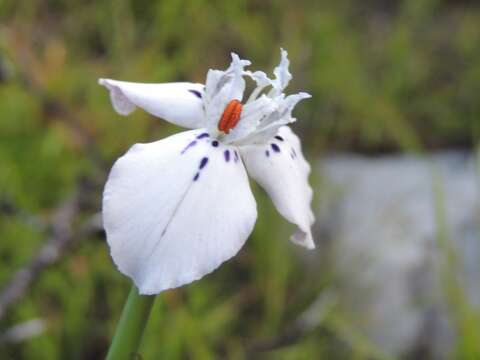 Moraea longiaristata Goldblatt resmi