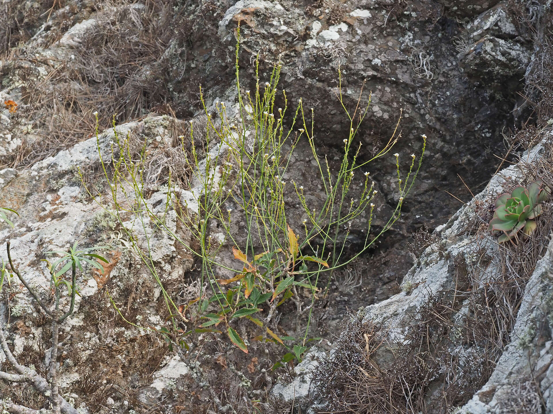 Image of Crambe tamadabensis A. Prina & A. Marrero