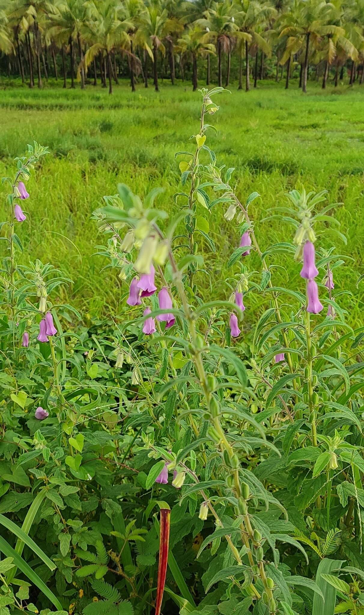 Sesamum indicum subsp. malabaricum (Burm.) Bedigian的圖片