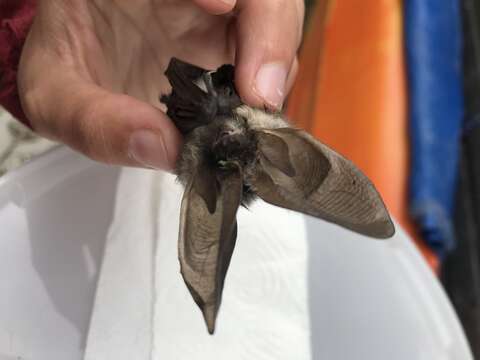 Image of Gray Big-eared Bat