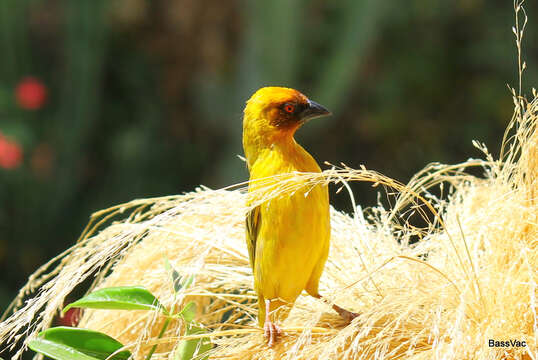 Image of Rueppell's Weaver