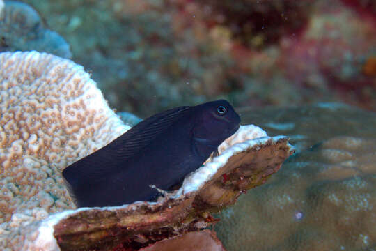 Image of Black Comb-tooth