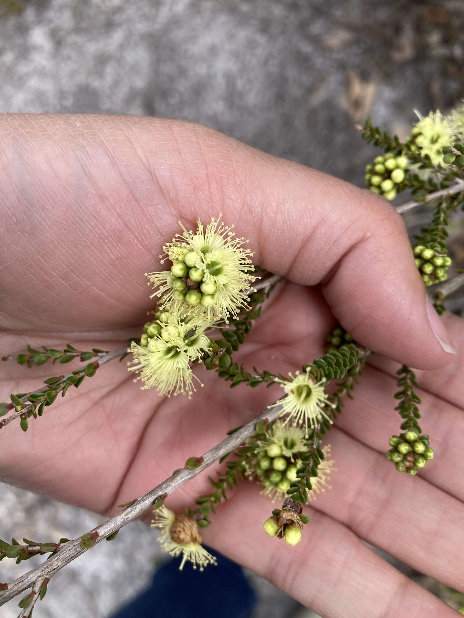 صورة Kunzea sulphurea Tovey & P. Morris