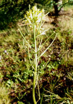 Image of shy wallflower