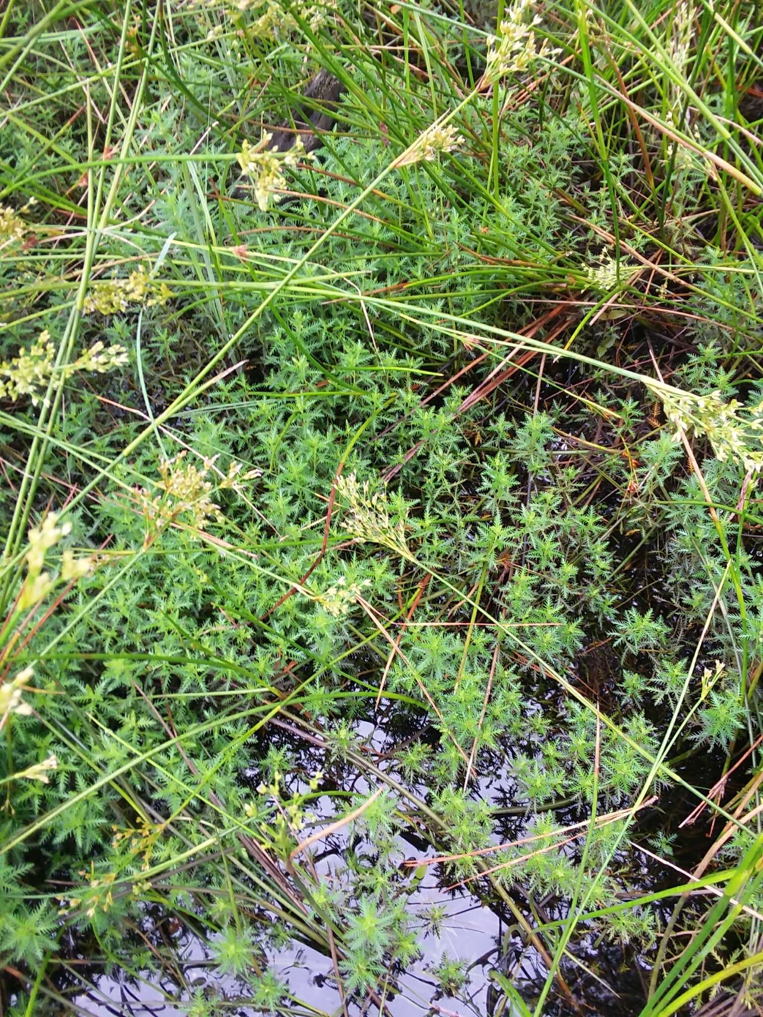 Image of Intermediate Mermaidweed