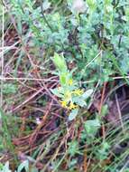 Image of Pimelea curviflora R. Br.