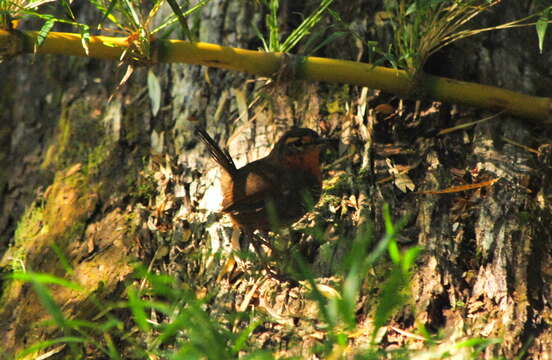 Imagem de Scelorchilus rubecula (Kittlitz 1830)