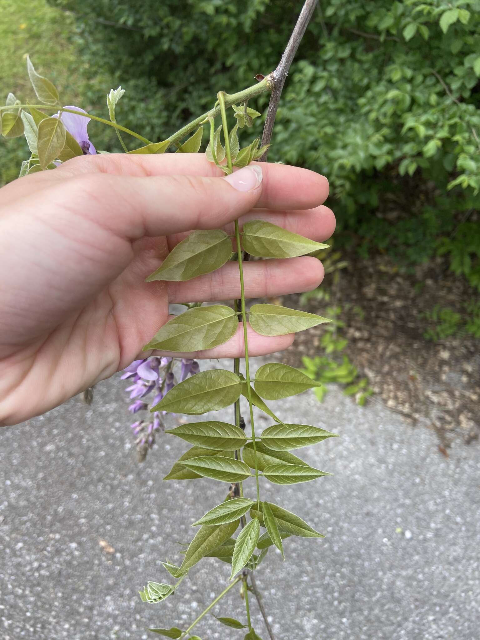 多花紫藤的圖片