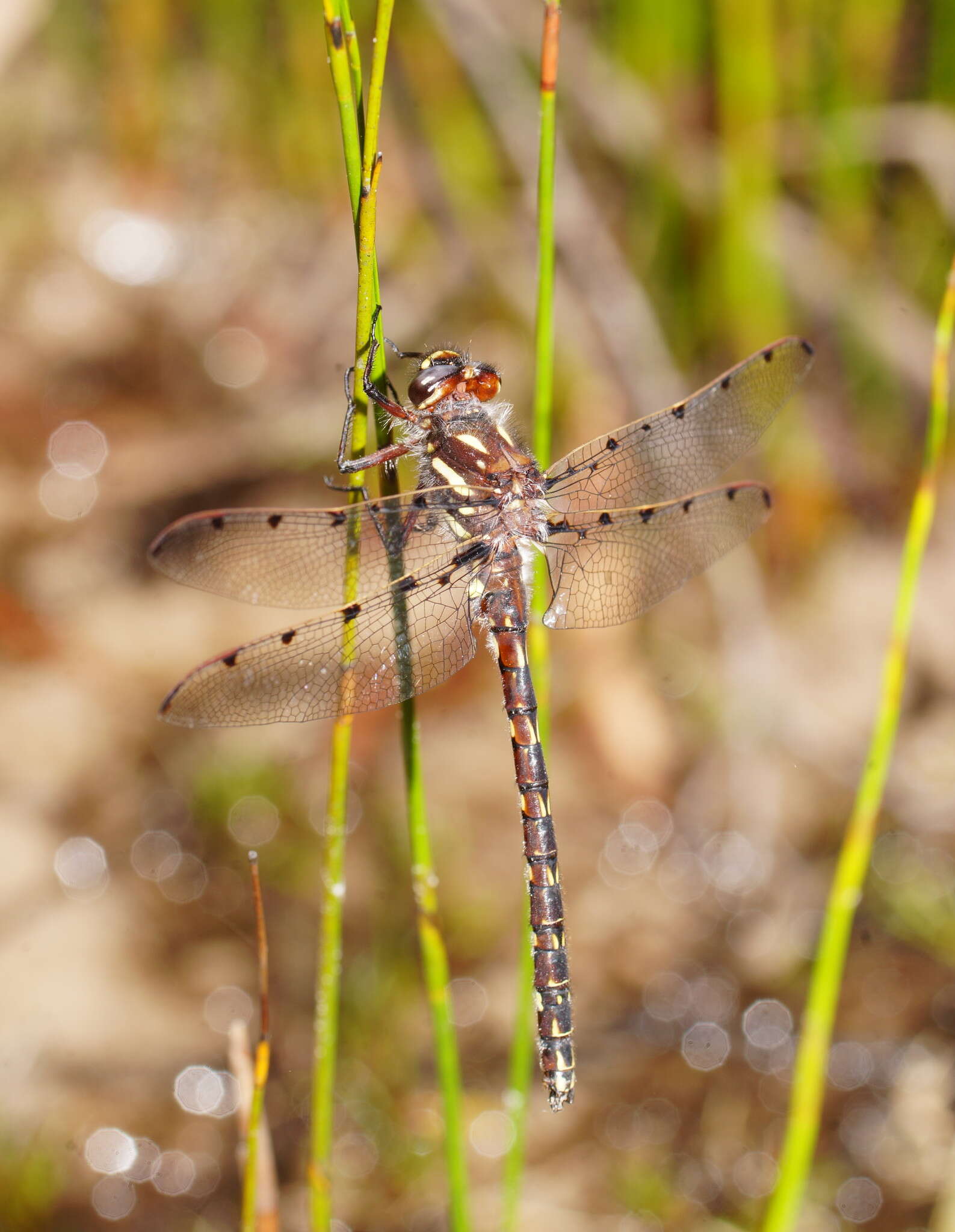 Image of Archipetalia auriculata Tillyard 1917