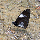 Image of Papilio paradoxa aenigma