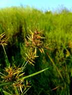 Image of Lean Flat Sedge