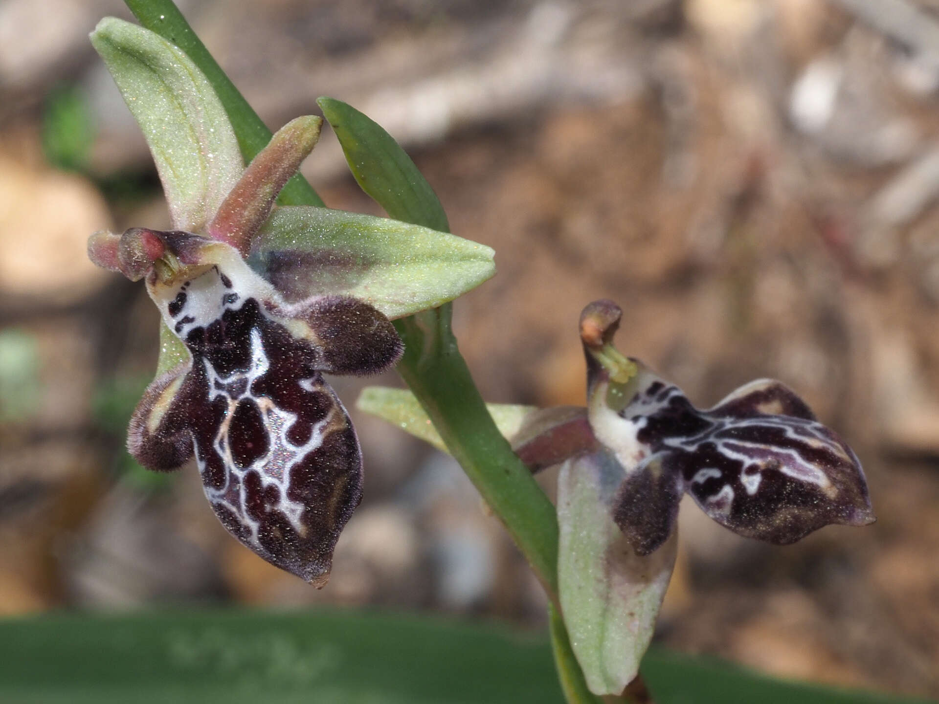 Image of Ophrys cretica subsp. ariadnae (Paulus) H. Kretzschmar