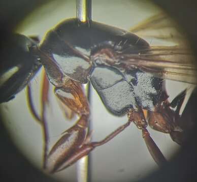 Image of Camponotus fallax (Nylander 1856)