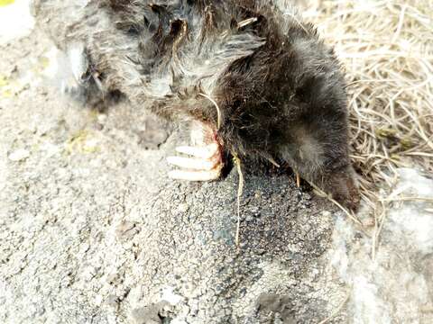 Image of Blind Mole