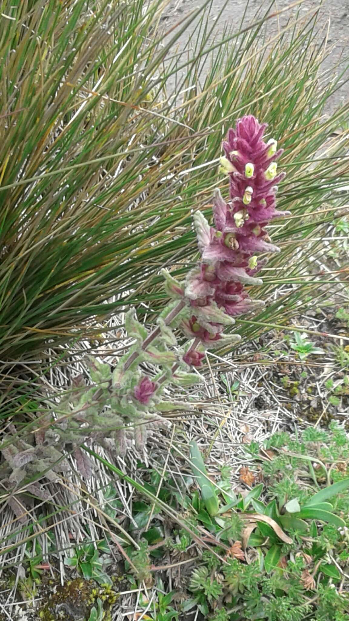 Image of Neobartsia laticrenata (Benth.) Uribe-Convers & Tank