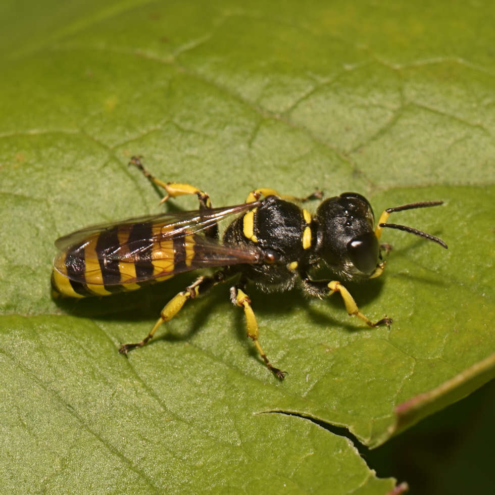 Ectemnius cephalotes (Olivier 1792)的圖片