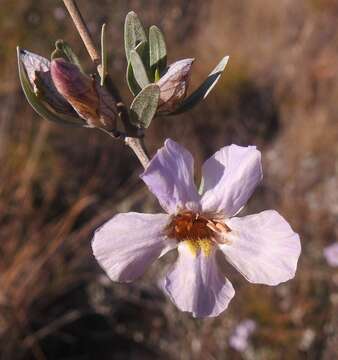 Image of Petalidium oblongifolium C. B. Cl.