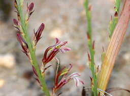 Image of Tritoniopsis elongata (L. Bolus) G. J. Lewis