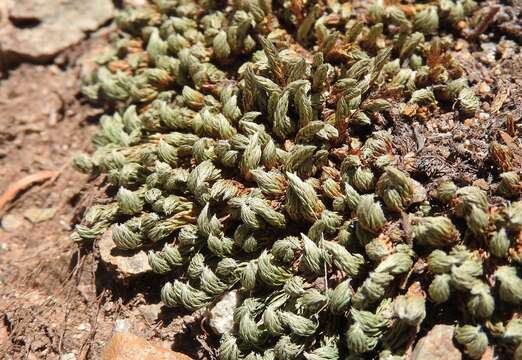 Image de Selaginella densa var. scopulorum (Maxon) R. Tryon