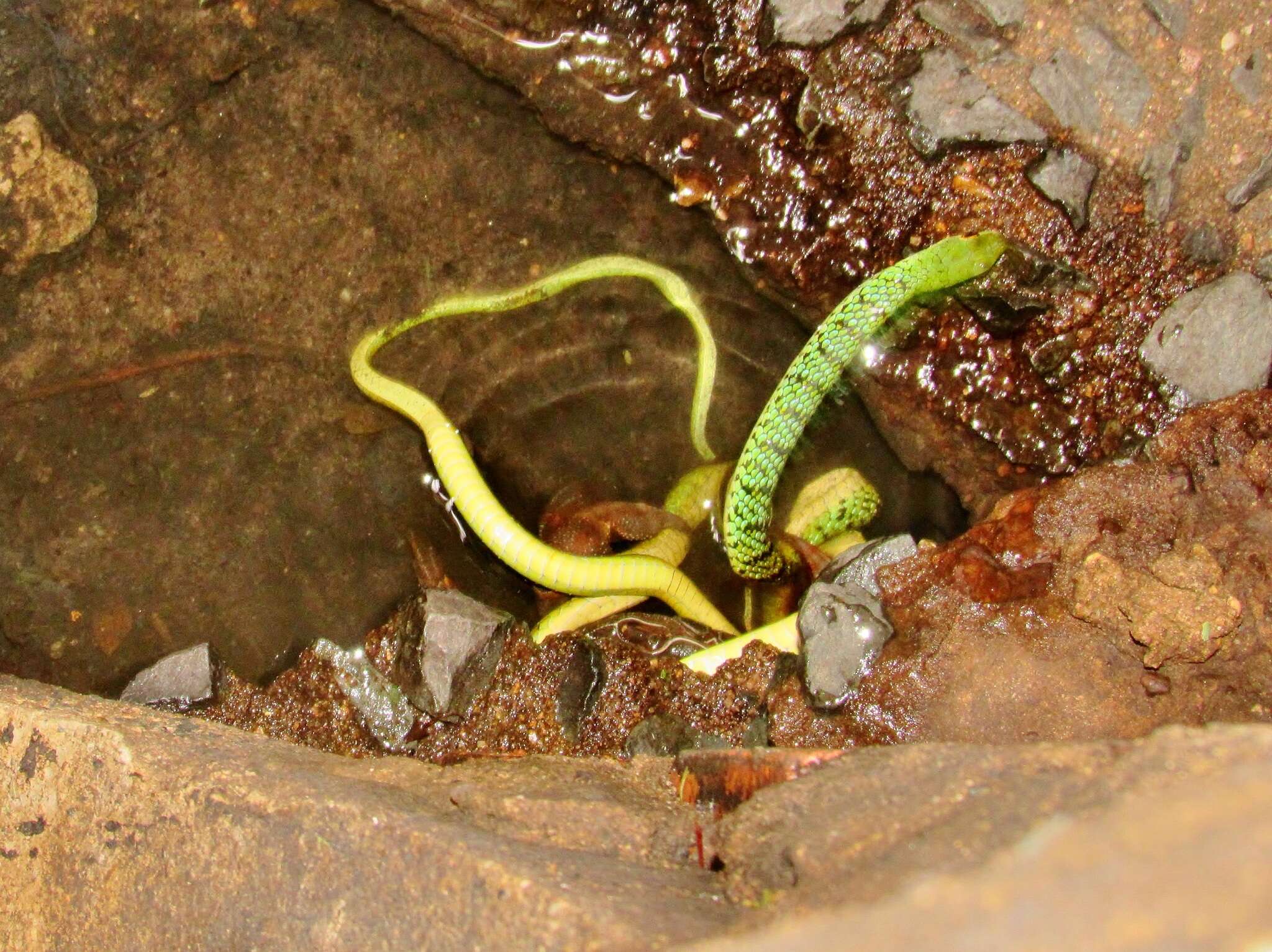 Image of Natal River Crab