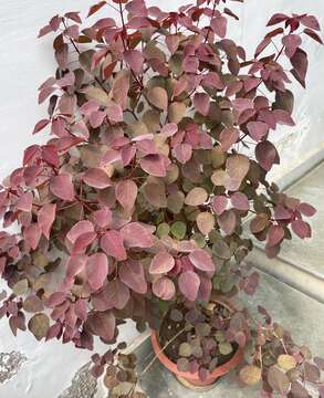 Image of Mexican shrubby spurge