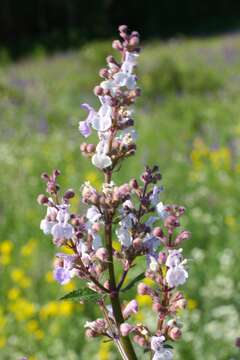 Image of Nepeta nuda subsp. nuda