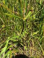 Image of <i>Coleus kirkii</i>